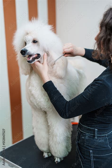 Beautiful pure blood big white poodle enjoying in professional grooming ...