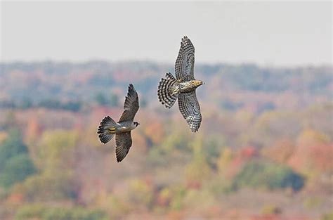 Peregrine Falcon chasing off a migration immature northern (Photos ...