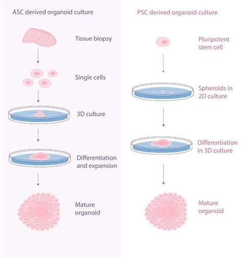 Organoid culture & stem cells - all infos - LubioScience