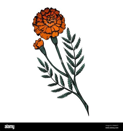 Colored botanical sketch of a marigold flower with shading. Vector ...