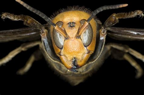 Asian Giant Hornet Head Photograph by Lawrence Lawry - Fine Art America