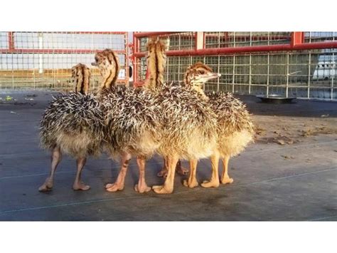 Ostrich Chicks For Sale Durban - Cape Town Classifieds