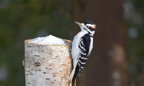 Hairy Woodpecker Pictures - AZ Animals