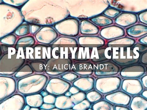 Parenchyma Cell by Alicia Brandt