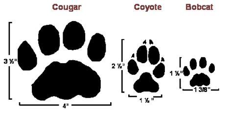 Distinguishing Cougar, Coyote, and Bobcat Tracks