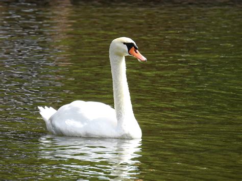 Free Images : nature, wing, lake, animal, pond, wildlife, beak, fauna ...