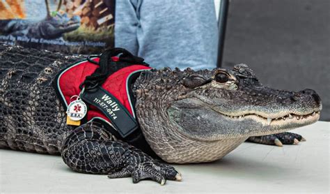 Phillies deny emotional support alligator from entering ballpark | News ...