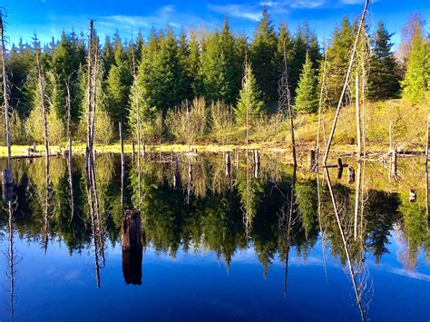 Photography of Trees Reflecting on Water · Free Stock Photo