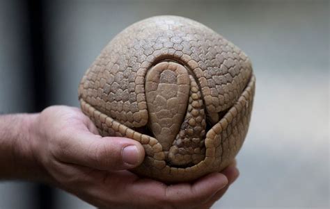 Armadillo's Defense Mechanism In Its Shell Photo | Armadillo, Animals ...