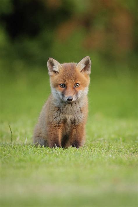 Red Fox Cub Photograph by Stuart Shore, Wight Wildlfie Photography ...