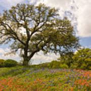 Bluebonnets Paintbrush and An Old Oak Tree - Texas Hill Country ...