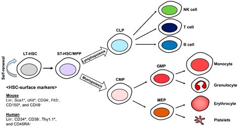 IJMS | Free Full-Text | Causes and Mechanisms of Hematopoietic Stem ...