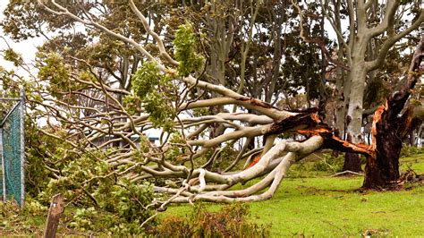 How to Save a Damaged Tree - Repairing Storm-damaged Trees