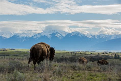 National Bison Range Credit: Dave Fitzpatrick / USFWS Kootenai, Protect Nature, Native American ...