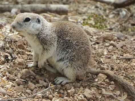 Arizona Round Tailed Ground Squirrel, Nature Picture Library Round ...