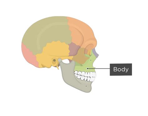 Maxilla Bone Anatomy | GetBodySmart