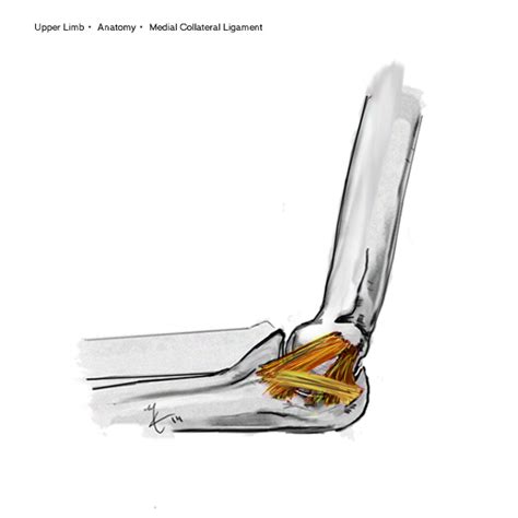 MCL Insufficiency | The Bone School