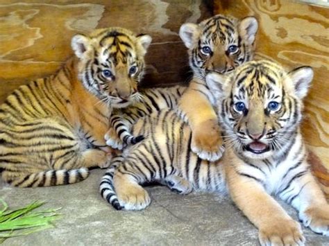 Malayan Tiger Facts, Habitat, Diet, Population, Pictures