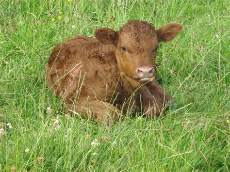 Cow Pictures: Cow Pictures - Baby Calf