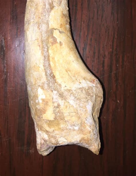 Dinosaur claw - Fossil ID - The Fossil Forum