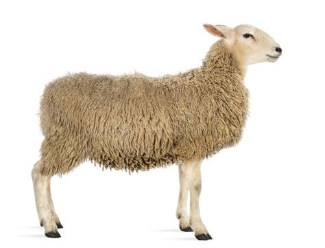 Side view of a Sheep. Against white background #Sponsored , #sponsored ...