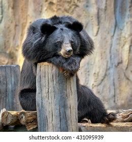 351 Black Bear Behavior Images, Stock Photos & Vectors | Shutterstock