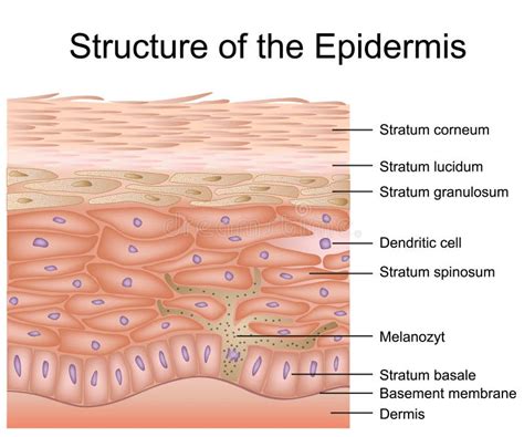 Anatomía De La Epidermis De La Piel Ilustración del Vector - Ilustración de gráfico, living ...