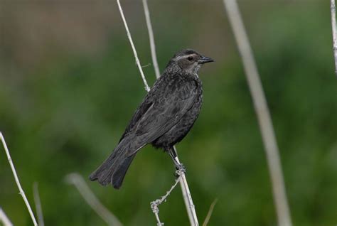 Free picture: up-close, female, tricolored, blackbird, agelaius tricolor