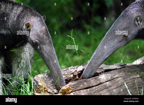 Aardvark ants hi-res stock photography and images - Alamy