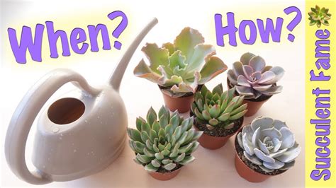 How To Water Succulents Indoors - devenne