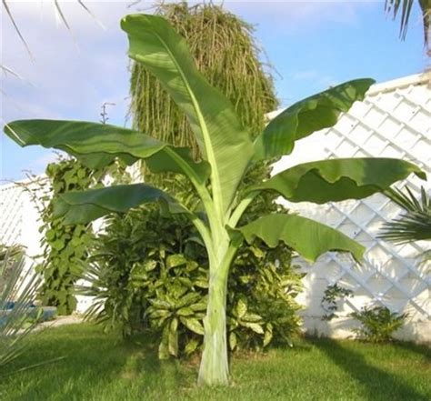 Ensete Glaucum Snow Banana Tree 5 Seeds, MUSA Perennial Massive Flower | The Plant Attraction