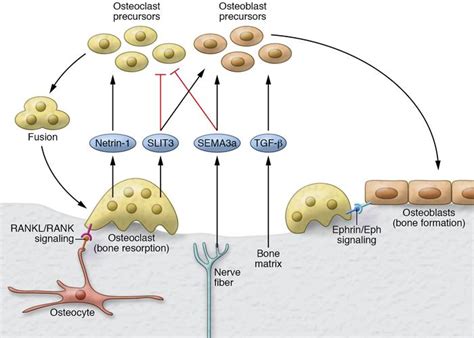 JCI - Opening windows for bone remodeling through a SLIT