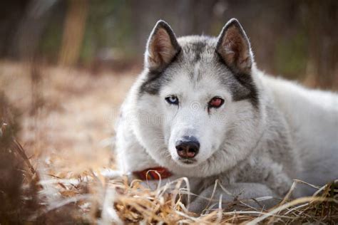 Siberian Husky Dog with Eye Injury Close Up Portrait Beautiful Husky Dog with Black White Coat ...