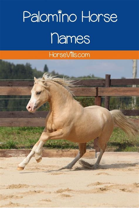 300+ Unique Palomino Horse Names (Ideas for Mares & Stallions)