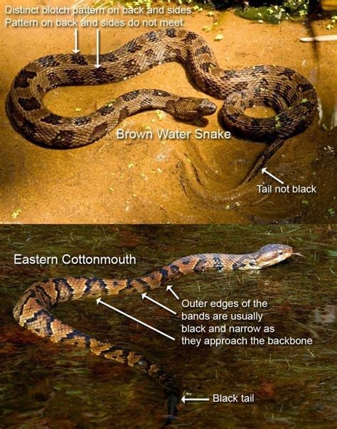 Pin on SNAKES | Brown water snake, Reptiles and amphibians, Snake