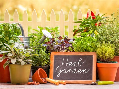 Herb Garden Care - How To Care For An Herb Garden