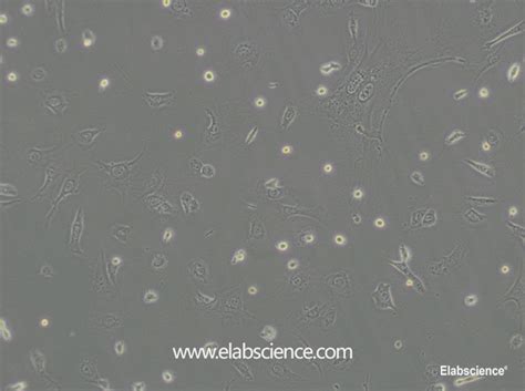 Purchase 3T3-L1 Cell Line CL-0006 for research and science from Elabscience