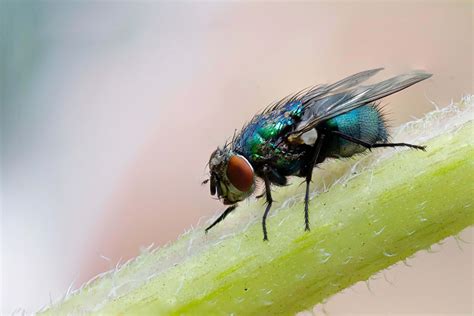 Fly Macro Photograph Of Blue Fly On Plant's Stem Asilidae Image Free Photo