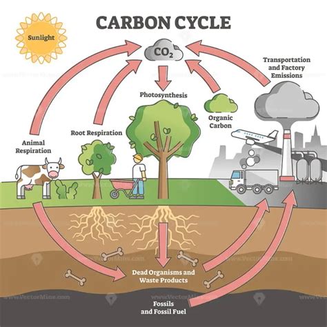 Carbon cycle with CO2 dioxide gas exchange process scheme outline ...