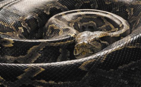 A Guide to Caring for Burmese Pythons as Pets