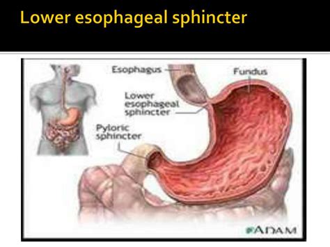 [DIAGRAM] Diagram Of The Lower Esophageal Sphincter - MYDIAGRAM.ONLINE