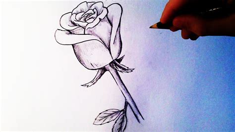 Video: How To Draw a Rose | Local Santa Cruz