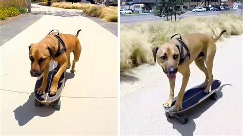 Watch as this adorable dog skateboards down the beach - ABC11 Raleigh ...