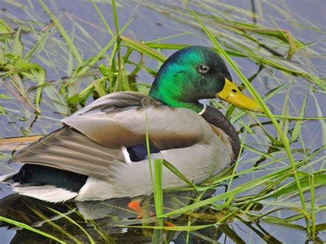 Pin by GailandDonald Dubose on birds | Duck decoys, Mallard, Duck identification