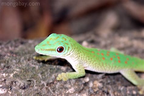 Rainforest reptiles: Phelsuma madagascariensis kochi day gecko