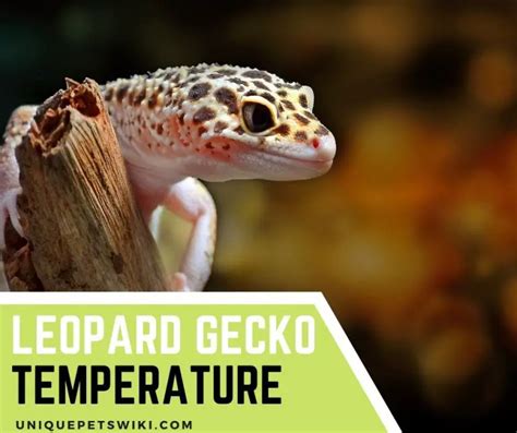 Leopard Gecko Temperature: 5 Best Ways To Set Up And Maintain