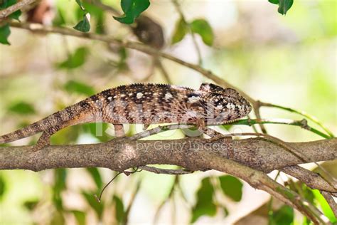 Chameleon Camouflage Stock Photo | Royalty-Free | FreeImages