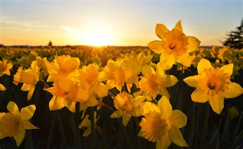 Super Symbolic Daffodil Meanings on Whats-Your-Sign