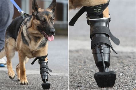 German Shepherd Shadow can walk again after being fitted with prosthetic paw - Irish Mirror Online