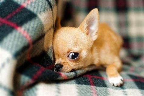 When do Chihuahua puppies Open Their Eyes?